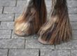 Verschil chemische en natuurlijk behandelen mijten paard