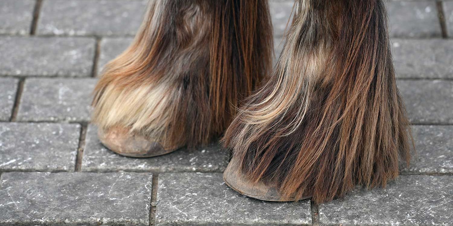 Verschil chemische en natuurlijk behandelen mijten paard