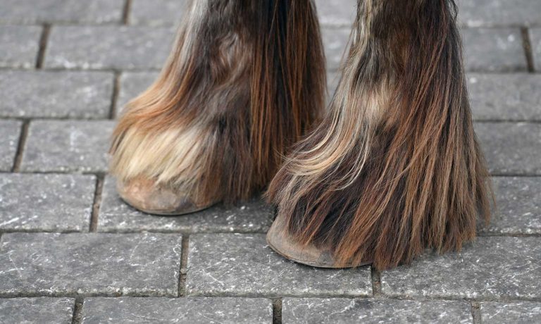 Verschil chemische en natuurlijk behandelen mijten paard Verschil chemische en natuurlijk behandelen mijten paard