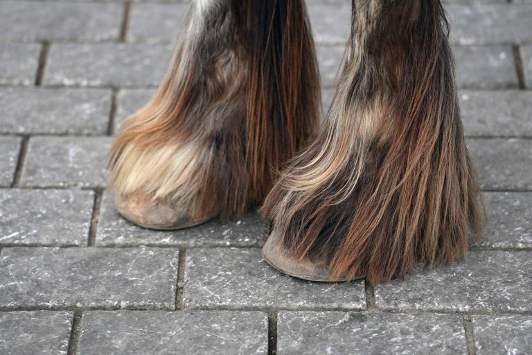 Verschil chemische en natuurlijk behandelen mijten paard Verschil chemische en natuurlijk behandelen mijten paard