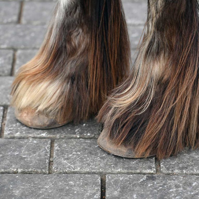 Verschil chemische en natuurlijk behandelen mijten paard Verschil chemische en natuurlijk behandelen mijten paard