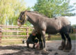 Wel of niet de sokken afscheren bij paard met mijten