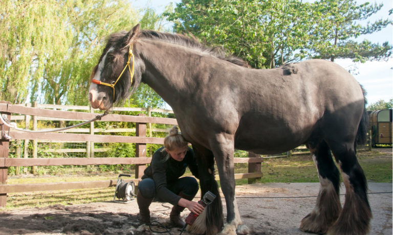 Wel of niet de sokken afscheren bij paard met mijten Wel of niet de sokken afscheren bij paard met mijten