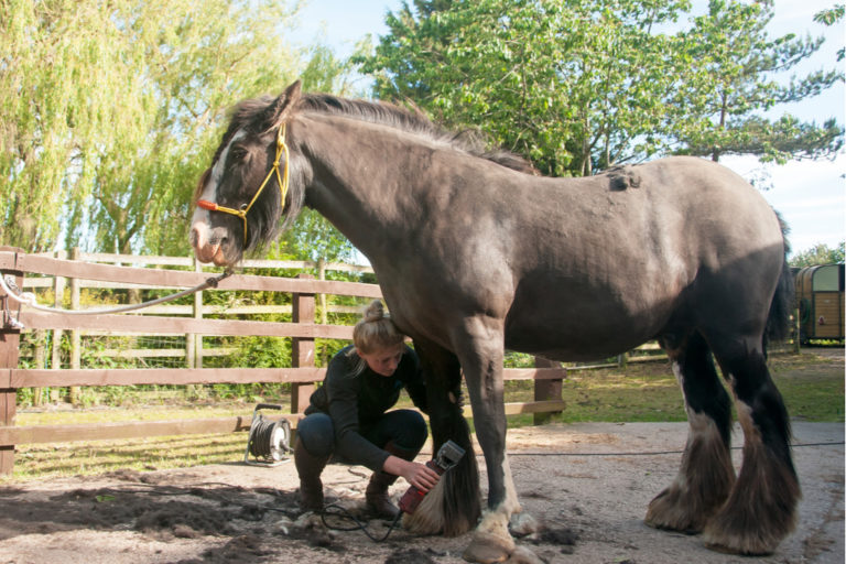 Wel of niet de sokken afscheren bij paard met mijten Wel of niet de sokken afscheren bij paard met mijten