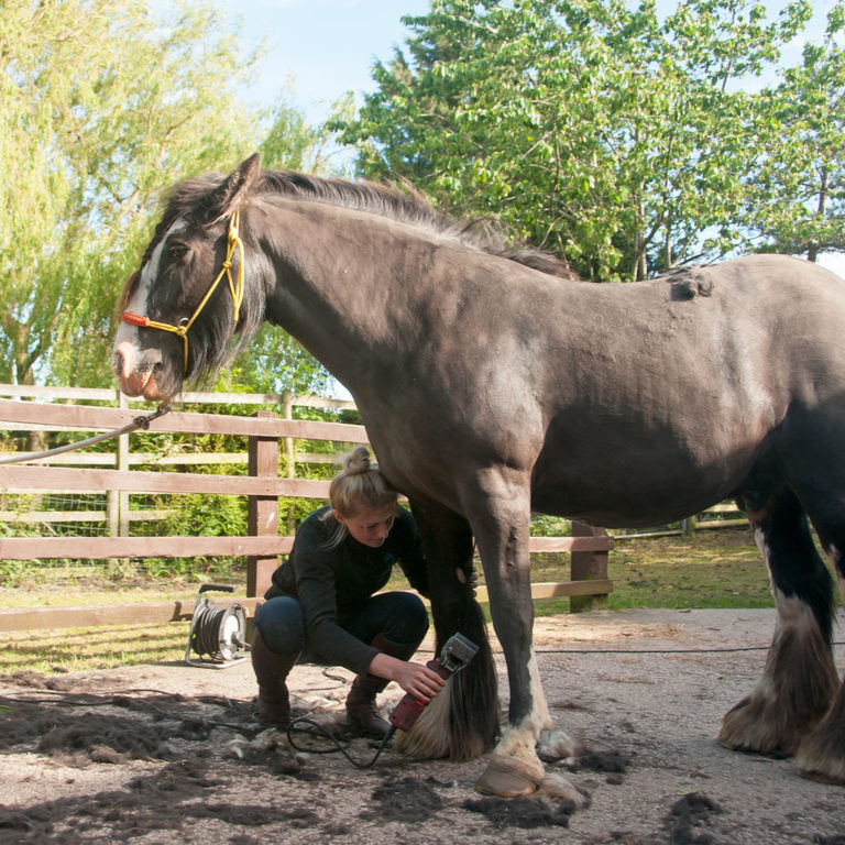 Wel of niet de sokken afscheren bij paard met mijten Wel of niet de sokken afscheren bij paard met mijten