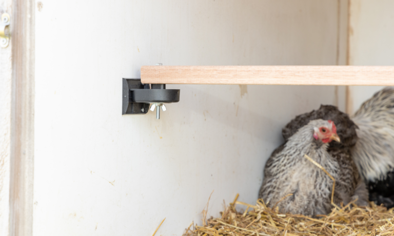 bloedluisbakjes als obstakel bij bloedluis kip bloedluisbakjes als obstakel bij bloedluis kip