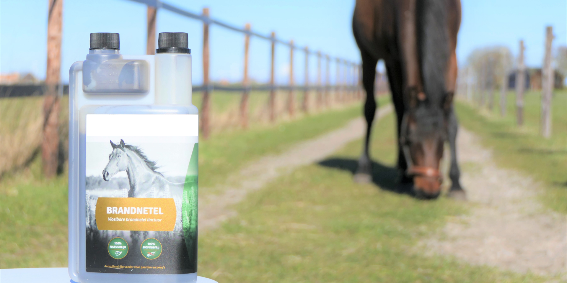 brandnetel bij zomereczeem paard brandnetel bij zomereczeem paard