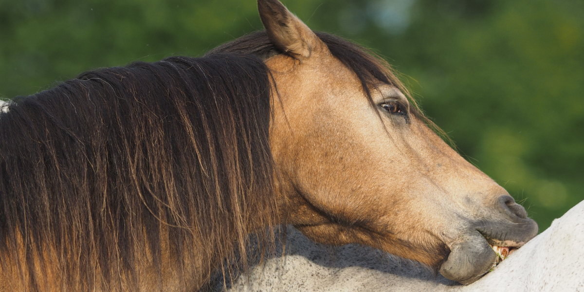 Welke kruiden werken bij paarden met zomereczeem Welke kruiden werken bij paarden met zomereczeem