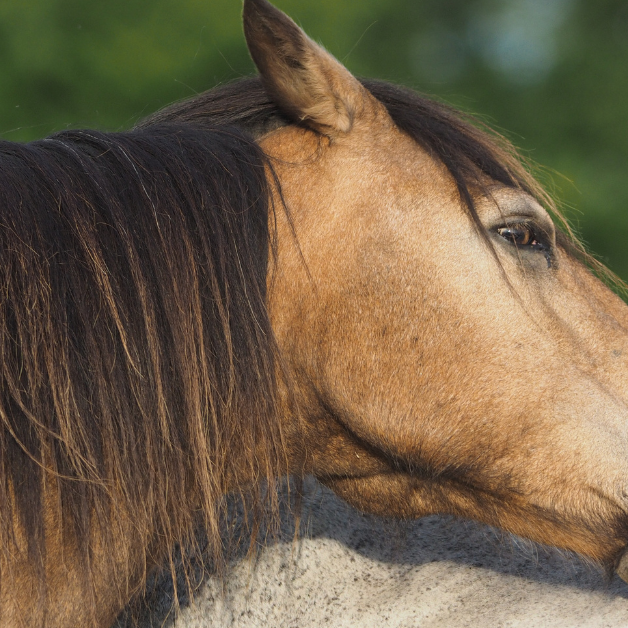 Welke kruiden werken bij paarden met zomereczeem Welke kruiden werken bij paarden met zomereczeem