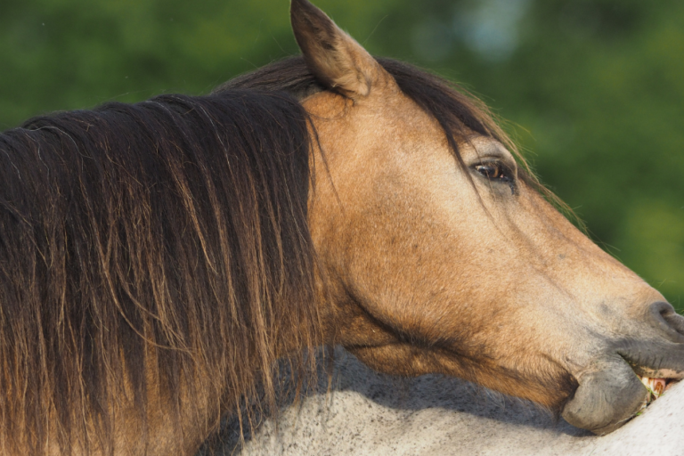 Welke kruiden werken bij paarden met zomereczeem Welke kruiden werken bij paarden met zomereczeem