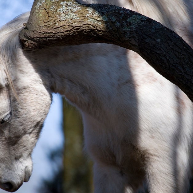 wel of geen zomereczeem paard wel of geen zomereczeem paard