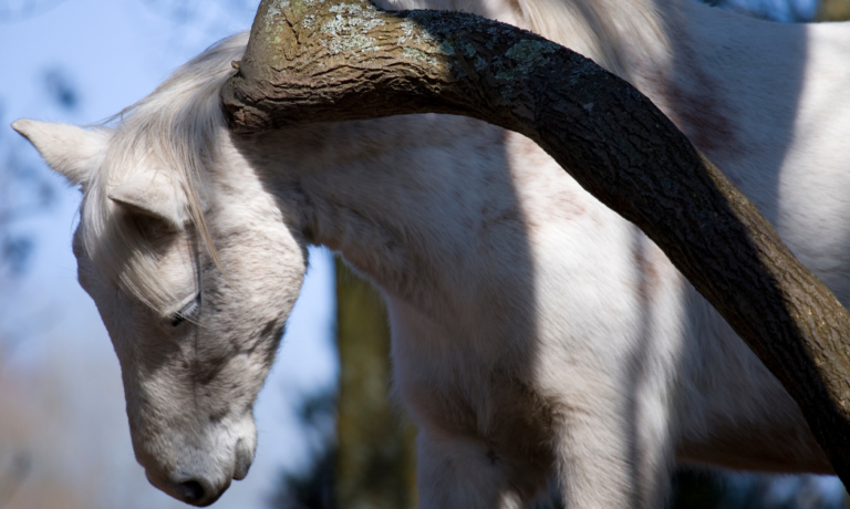 wel of geen zomereczeem paard wel of geen zomereczeem paard