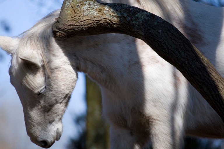 wel of geen zomereczeem paard wel of geen zomereczeem paard