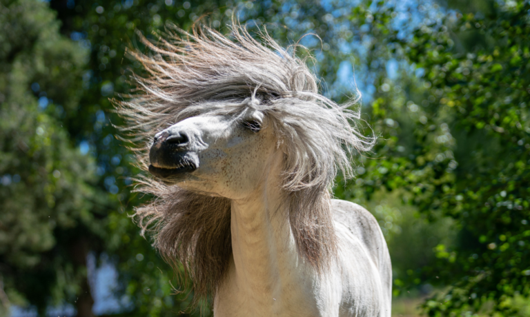 Weerstand paard met zomereczeem optimaal houden Weerstand paard met zomereczeem optimaal houden