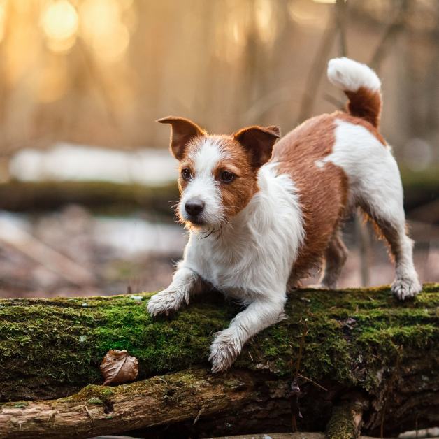 natuurlijke anti-teek producten voor honden natuurlijke anti-teek producten voor honden