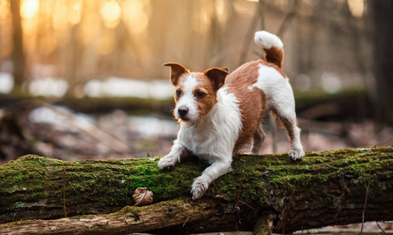 natuurlijke anti-teek producten voor honden natuurlijke anti-teek producten voor honden