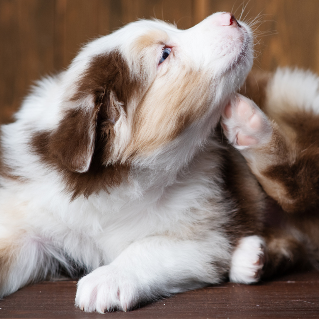 100% voorkomen van vlooien bij honden onmogelijk 100% voorkomen van vlooien bij honden onmogelijk