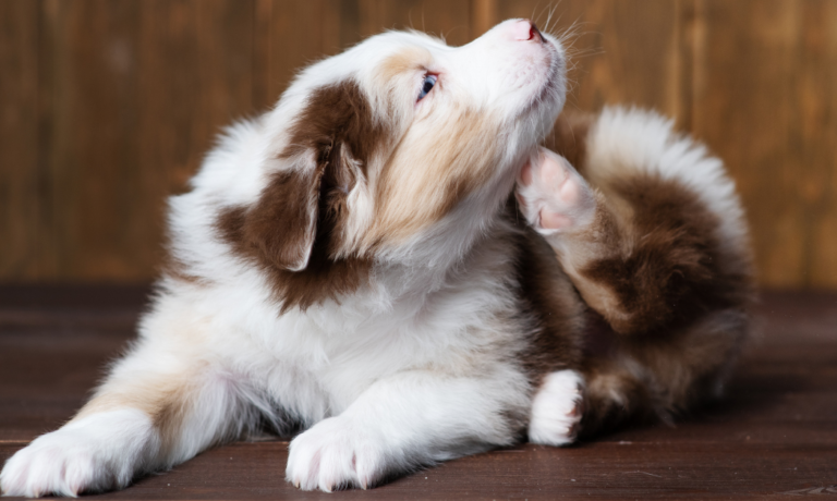 100% voorkomen van vlooien bij honden onmogelijk 100% voorkomen van vlooien bij honden onmogelijk