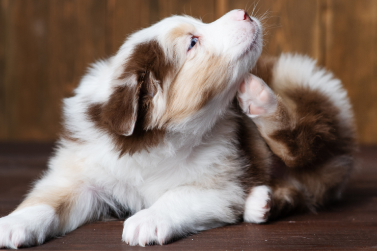 100% voorkomen van vlooien bij honden onmogelijk 100% voorkomen van vlooien bij honden onmogelijk