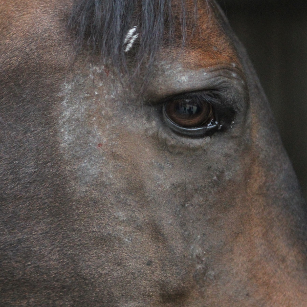 Hoe lang paarden met zomereczeem behandelen Hoe lang paarden met zomereczeem behandelen