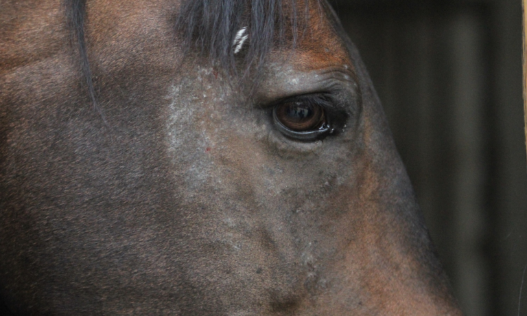 Hoe lang paarden met zomereczeem behandelen Hoe lang paarden met zomereczeem behandelen