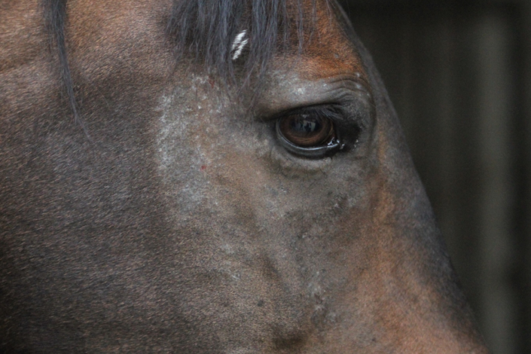 Hoe lang paarden met zomereczeem behandelen Hoe lang paarden met zomereczeem behandelen