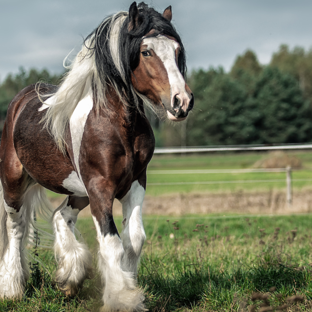 Mijtenseizoen paarden van start Mijtenseizoen paarden van start