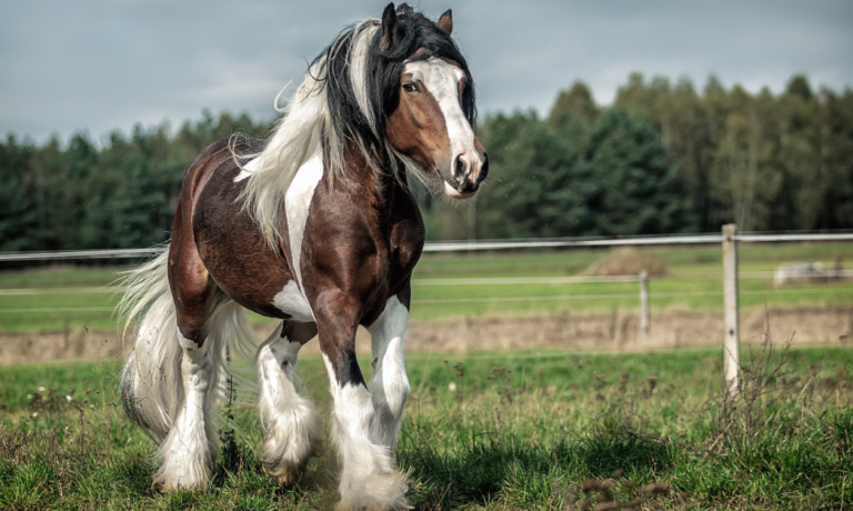 Mijtenseizoen paarden van start Mijtenseizoen paarden van start