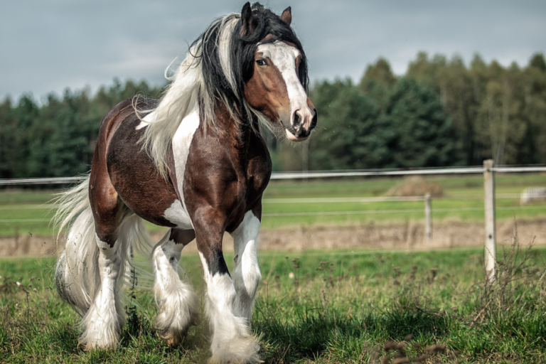 Mijtenseizoen paarden van start Mijtenseizoen paarden van start