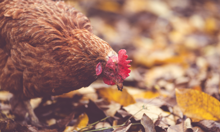 bloedluizen in najaar bij kippen bloedluizen in najaar bij kippen