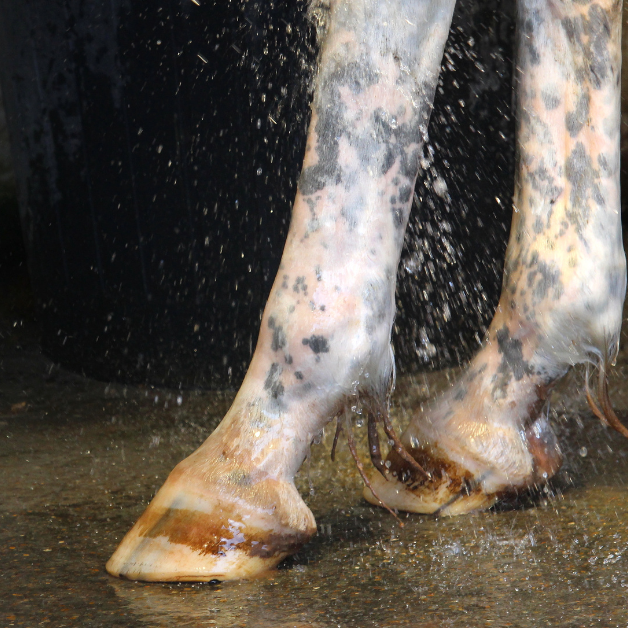 wassen paardenbenen bij mijten wassen paardenbenen bij mijten