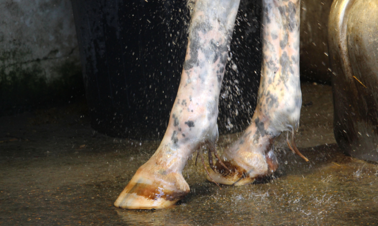 wassen paardenbenen bij mijten wassen paardenbenen bij mijten