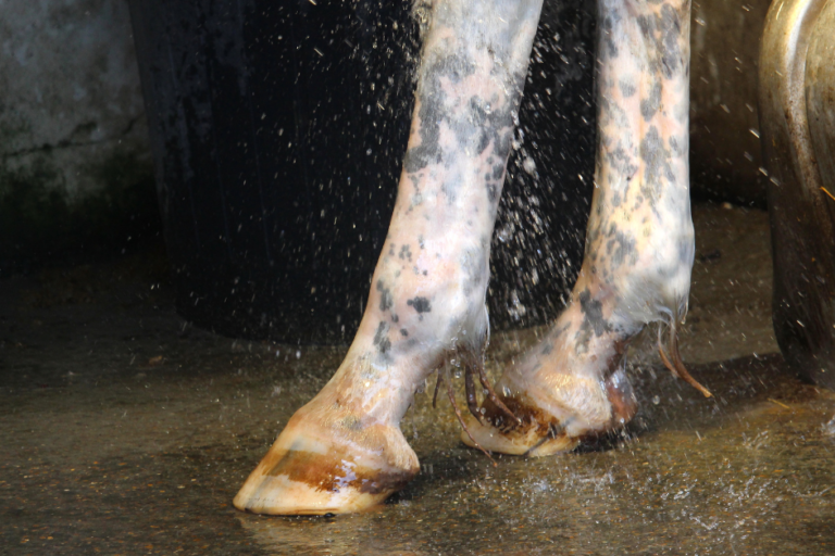 wassen paardenbenen bij mijten wassen paardenbenen bij mijten