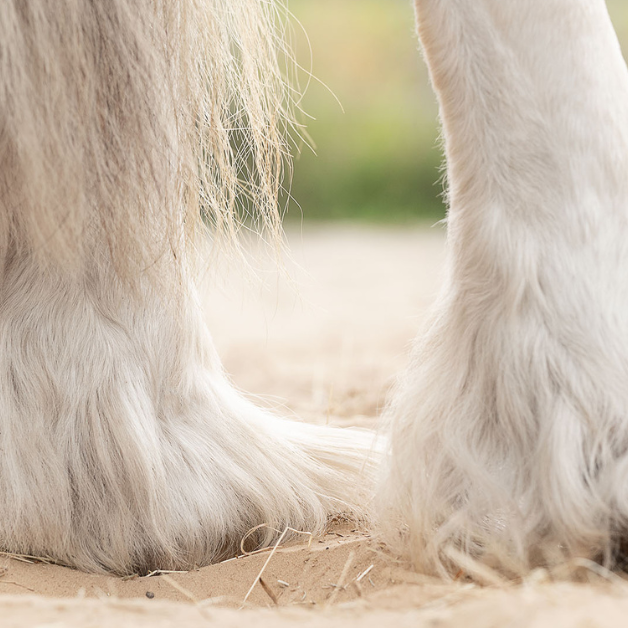 Mijtenseizoen bij paarden Mijtenseizoen bij paarden