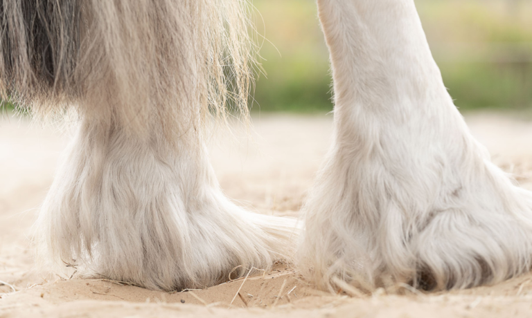 Mijtenseizoen bij paarden Mijtenseizoen bij paarden