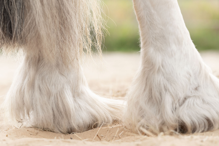 Mijtenseizoen bij paarden Mijtenseizoen bij paarden