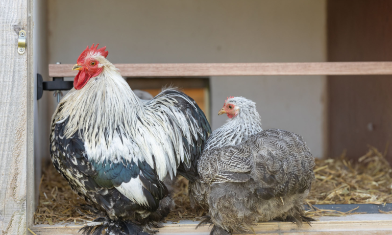 wormen bij kippen behandelen wormen bij kippen behandelen