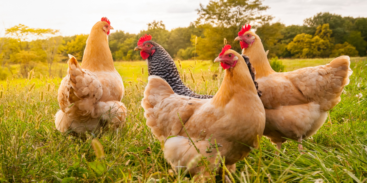 bloedluistest belangrijk in het najaar