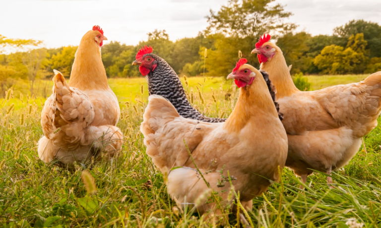 bloedluistest belangrijk in het najaar bloedluistest belangrijk in het najaar
