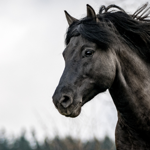 mijten bij paarden inwendig met kruiden bestrijden mijten bij paarden inwendig met kruiden bestrijden