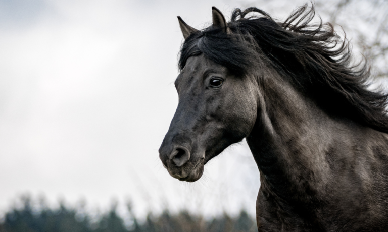 mijten bij paarden inwendig met kruiden bestrijden mijten bij paarden inwendig met kruiden bestrijden