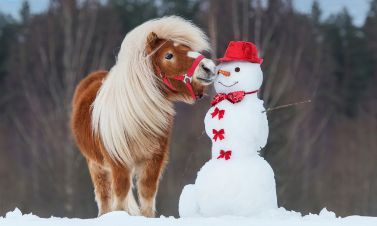 Finecto+ Mijten bij paarden, wat te doen Finecto+ Mijten bij paarden, wat te doen