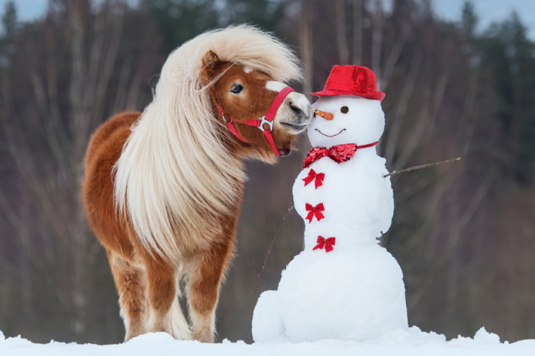 Finecto+ Mijten bij paarden, wat te doen Finecto+ Mijten bij paarden, wat te doen