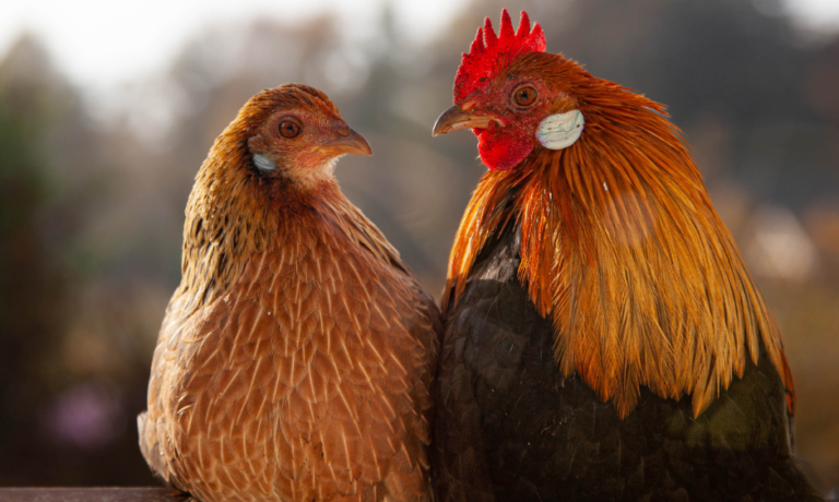 Wat is een kip Wat is een kip