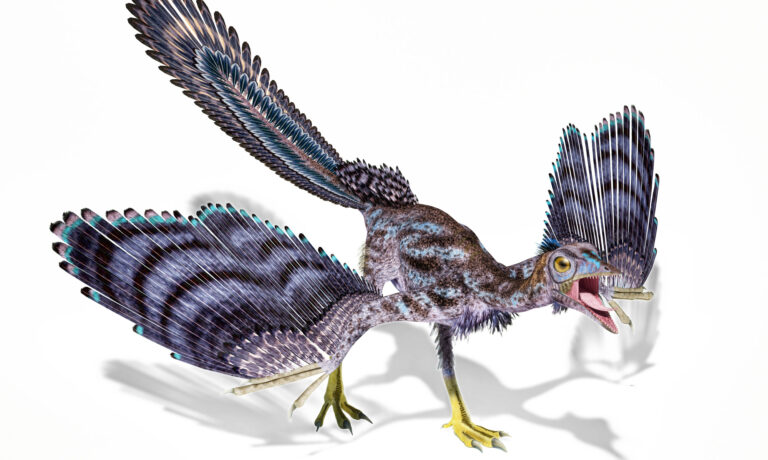 Archaeopteryx dinosaur isolated on white background