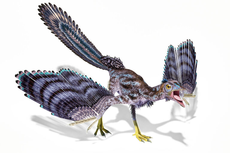 Archaeopteryx dinosaur isolated on white background