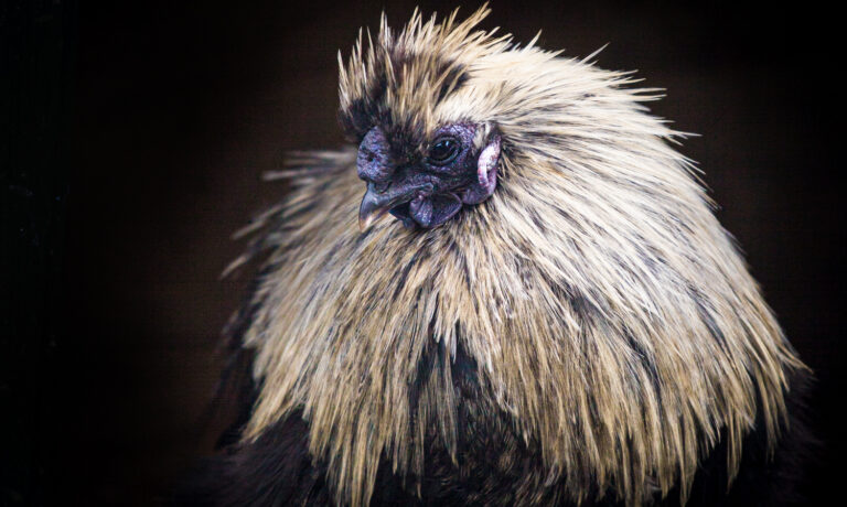 zijdehoen Hans Krudde