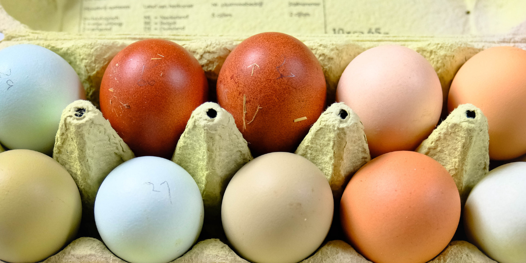 haak Verslaafd vragen Kakelpraat Pasen: Kippen kleuren de eieren zelf