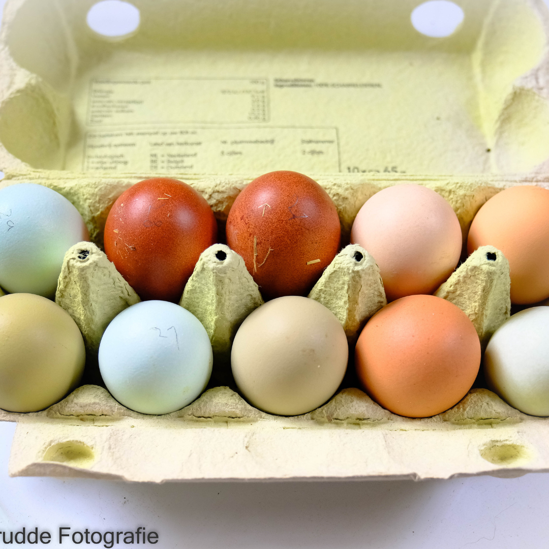 klok komedie metgezel Kakelpraat Pasen: Kippen kleuren de eieren zelf