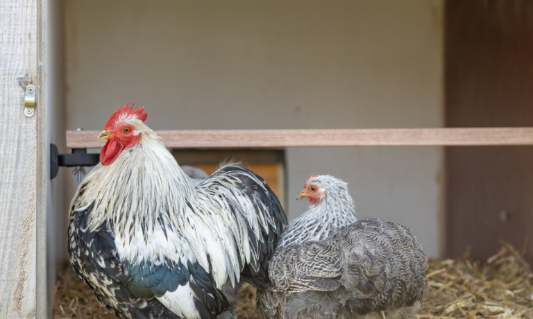 Ontwerp zonder titel (63)